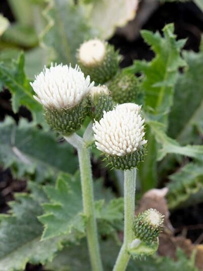 Cirsium rivulare 'Frosted Magic ®' / Kratzdistel