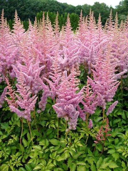 Astilbe chinensis 'Heart and Soul ®' / Teppichspiere, Lanzenspiere