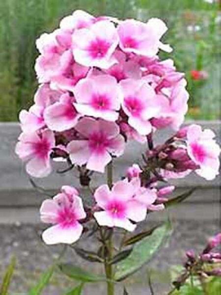Hohe Beet-Flammenblume 'Europa' / Phlox paniculata 'Europa'