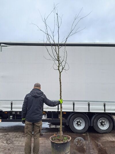 Prunus blireana, Gefülltblühende Blutpflaume Hochstamm 12-14 StU im Container, laubfreier Hochstamm-Baum im Topf.
