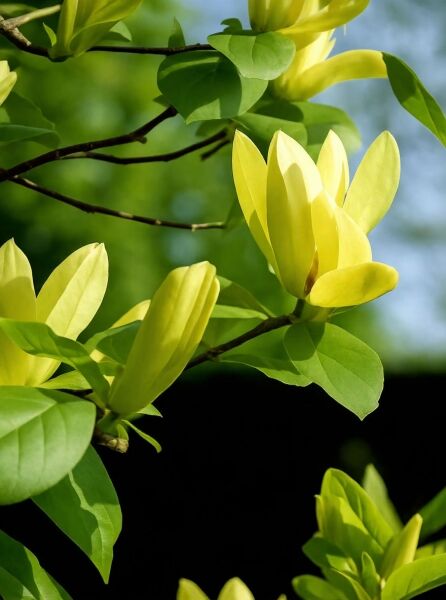 Magnolia 'Solar Flair' / Magnolie 'Solar Flair' mit gelben Blüten und grünen Blättern am Zweig