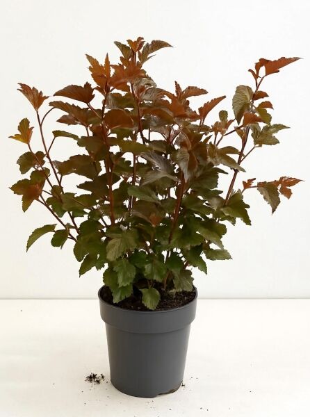 Physocarpus opulifolius 'Lady in Red' (Blasenspiere) 50-60 cm C5 im Topf, mehrtriebiger Strauch mit rotbraunem Laub.