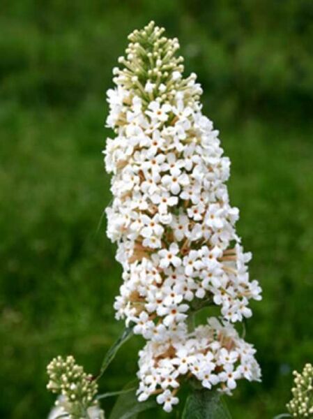 Sommerflieder 'Marbled White'® / Buddleja davidii 'Marbled White'®