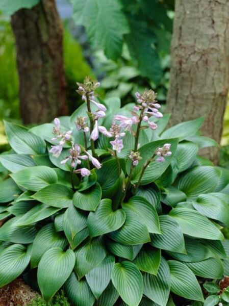 Hosta 'Devon Green' / Garten-Funkie 'Devon Green'
