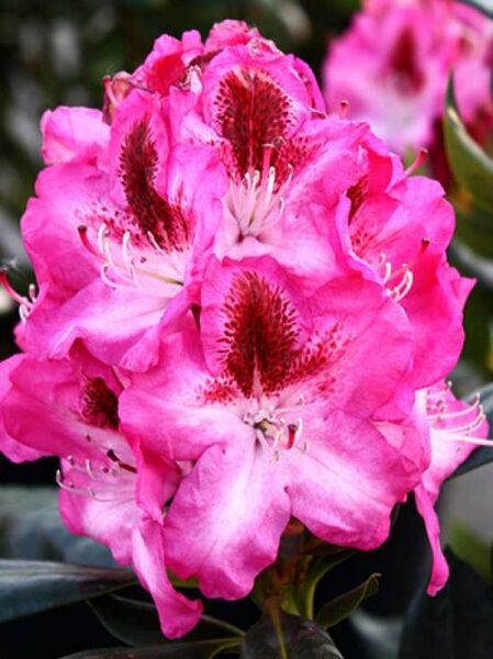 Rhododendron 'Maddalena' / Rhododendron Hybride 'Maddalena ®'