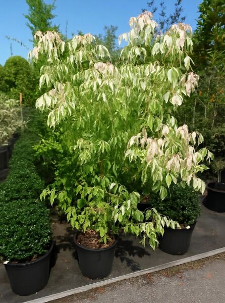 Flamingo-Ahorn (Acer negundo 'Flamingo') im Topf C20, ca. 125–150 cm, mit grün-weiß panaschierten Blättern und rosa Austrieb