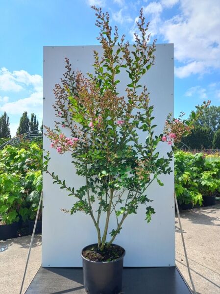 Lagerstroemia indica ’Rose Indien‘ / Indische Lagerströmie ’Rose Indien‘ 175-200 cm C20, mehrstämmiger Strauch im Topf mit rosa Blüten