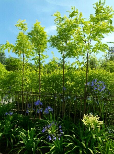 Robinia pseudoacacia 'Frisia' (Goldakazie/Gold-Robinie) Hochstamm in Reihe, mit hellgrünem Laub im Gartenbestand.