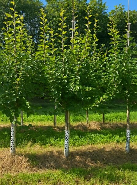 Prunus domestica 'Wangenheims Frühzwetschge' / Wangenheims Frühzwetschge Halbstamm 16-18 StU mit grüner Krone im Feld