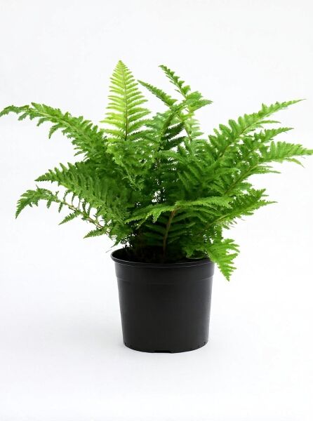 Krauser Goldschuppenfarn 'Crispa' (Dryopteris affinis 'Crispa') im schwarzen Pflanztopf, grüne gekrauste Farnwedel, C3