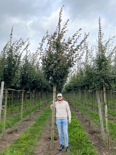 Acer campestre 'Louisa Red Shine' / Feld-Ahorn 'Louisa Red Shine' Hochstamm 12-14 StU mit Drahtballen im Feld stehend.