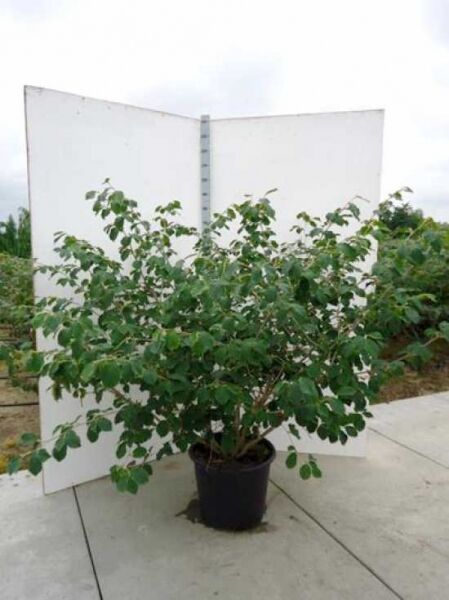 Zaubernuss 'Pallida' / Zaubernuss 'Pallida'