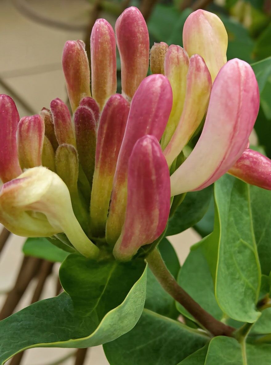Jelngerjelieber / Echtes Geiblatt - Lonicera caprifolium - Baumschule  NewGarden