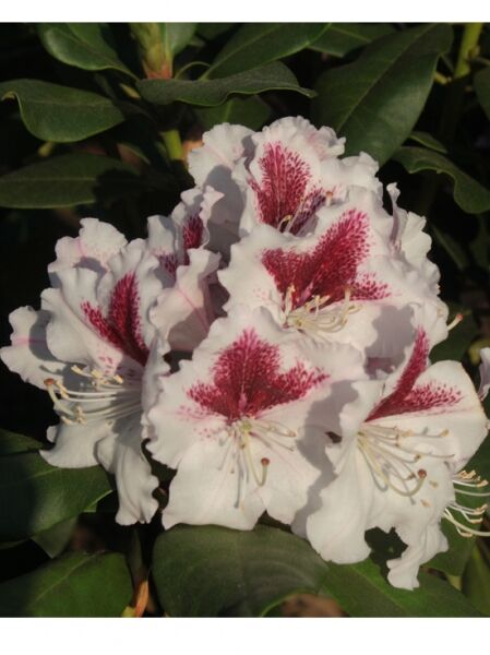 Rhododendron Hybride 'Herbstgruß' / Rhododendron 'Herbstgruß'
