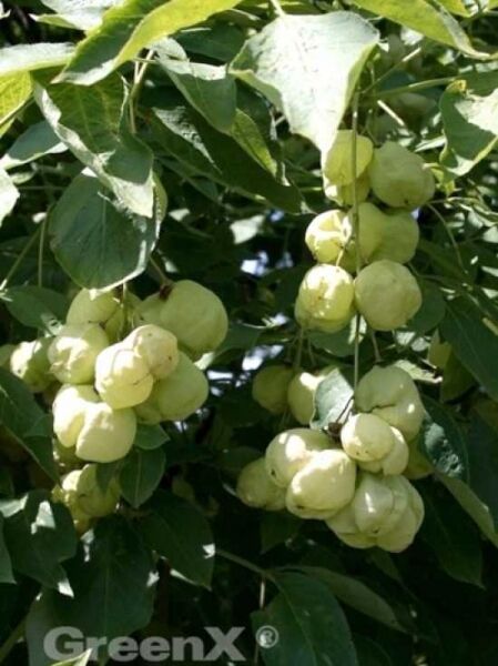 Gemeine Pimpernuss / Gemeine Pimpernuss