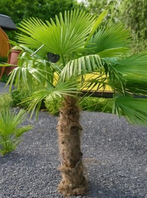 Chinesische Hanfpalme - Trachycarpus fortunei - Baumschule NewGarden