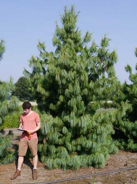 Pinus wallichiana (Tränen-Kiefer) 400-450 cm mit Db., mehrstämmiger Nadelbaum mit langen, weich hängenden Nadeln.