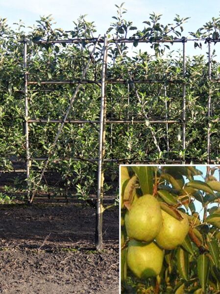 Birne 'Williams Christ' 'Boden-Spalier' H:160 B:160 T:20 (Stamm 50 cm) / Pyrus communis 'Williams Christ'