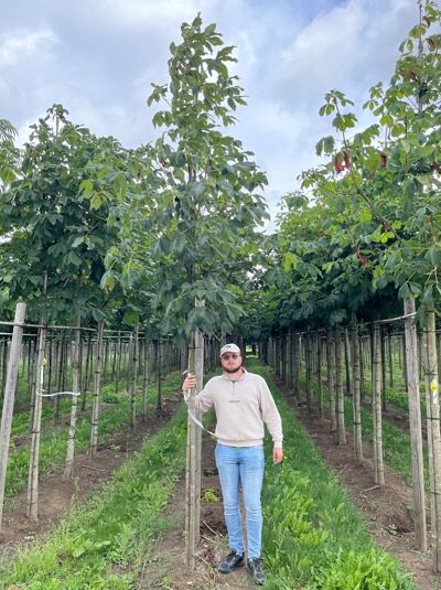 Aesculus carnea 'Briotii' (Rotblühende Roßkastanie) Hochstamm 12-14 StU mit Drahtballierung, Baum in Baumschule mit Stützpfählen