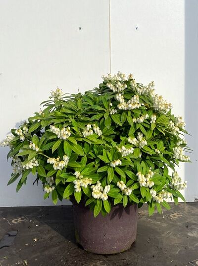 Pieris taiwanensis / Taiwan-Schattenglöckchen 30–40 cm C5, immergrüner Strauch im Topf mit grünen Blättern und weißen Blütentrauben.