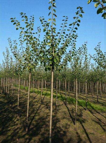 Prunus domestica 'Monsieur Hâtif' / Pflaume 'Monsieur Hâtif' Hochstamm 12-14 StU m. Db., junges Baumbild im Feldbestand