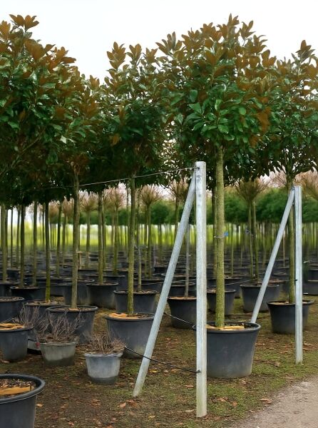 Magnolia grandiflora 'Galissonière' / Großblütige Magnolie 'Galissonière' Hochstamm im Container mit dichtem, grünem Laub.