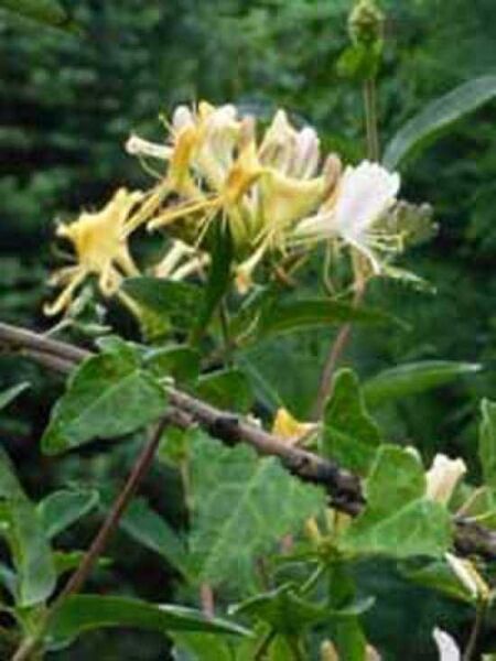 Lonicera japonica 'Halliana' / Japanisches Geißblatt