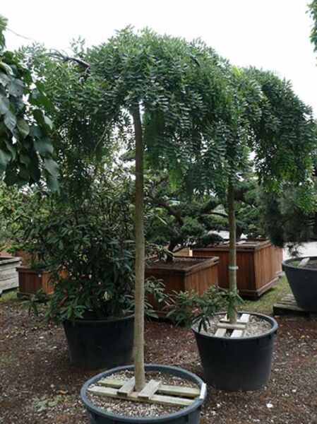 Sophora japonica 'Pendula' Hängender Perlschnurbaum, Hochstamm im Container, mit überhängender Krone und gefiedertem Laub.