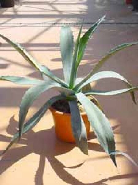 Amerikanische Agave / Amerikanische Agave