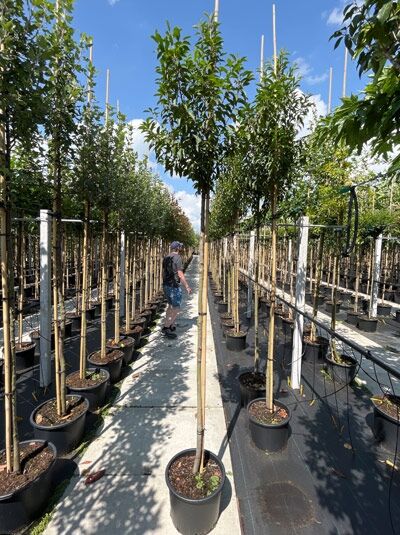 Prunus lusitanica 'Angustifolia' Hochstamm – Portugiesischer Kirschlorbeer 'Angustifolia' als Hochstamm im Container in Baumschule