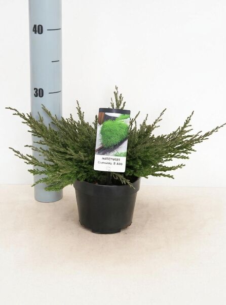 Juniperus horizontalis 'Prince of Wales' / Teppich-Wacholder 'Prince of Wales' 40-50 cm (breit) im C7-Topf, flach wachsendes Nadelgehölz