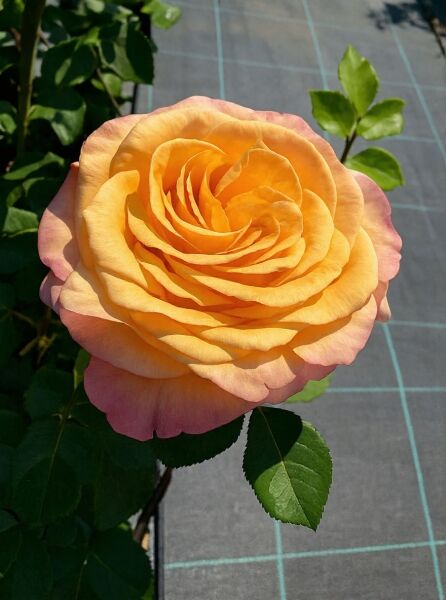 Edelrose 'Better Times' ® / Edelrose 'Better Times' ®