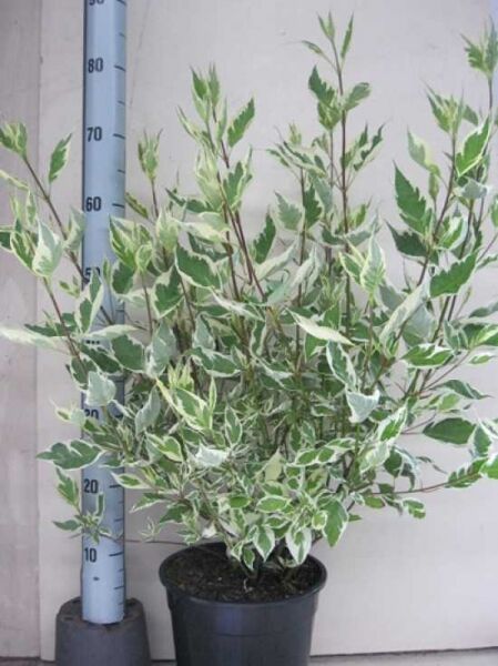 Cornus alba 'Elegantissima' (Weißbunter Hartriegel) im Topf, weiß-grün panaschierte Blätter, 60–80 cm, Container C7.