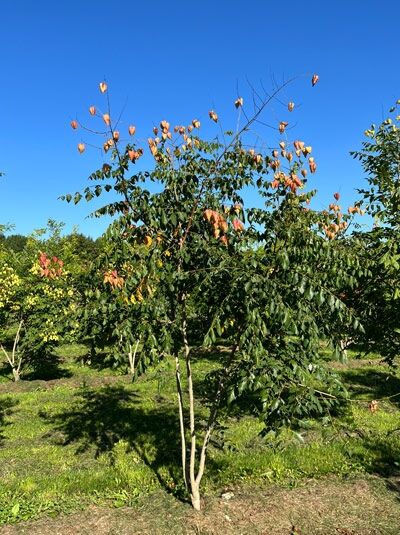 Koelreuteria paniculata (Blasenesche) mehrstämmig, 250–300 cm, mit grünem Laub und orangefarbenen Blasenfrüchten.