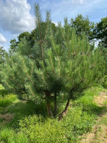 Österreichische Schwarz-Kiefer 'mehrstämmig' / Pinus nigra ssp. nigra