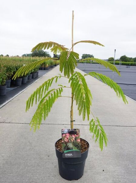 Seidenbaum Albizia julibrissin 'Ombrella'/'Boubri' im Topf C10, 60–80 cm, junger Stamm mit gefiederten Blättern.
