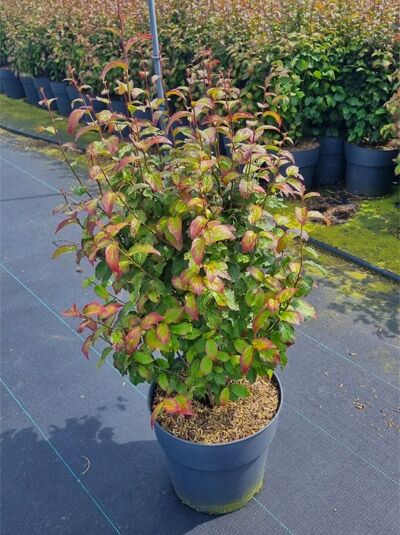 Parrotia persica 'Persian Spire', säulenförmiger Eisenholzbaum, 50–60 cm im C10-Topf mit aufrechtem Wuchs und grün-rotem Laub.