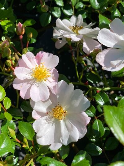 Bodendeckerrose 'Medeo' (Rosa 'Medeo') mit zartrosa bis weißen Blüten und gelben Staubgefäßen, glänzendes grünes Laub