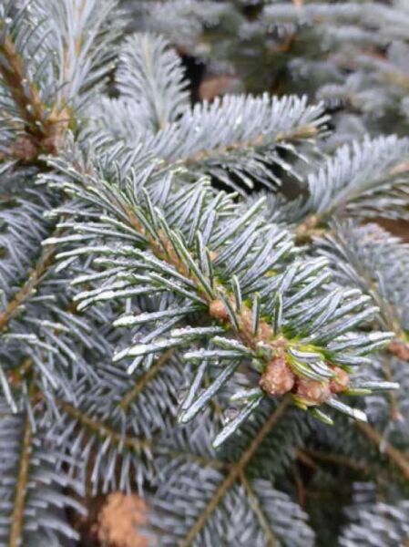 Korea-Tanne 'Prof. Mattschke' / Korea-Tanne 'Prof. Mattschke'