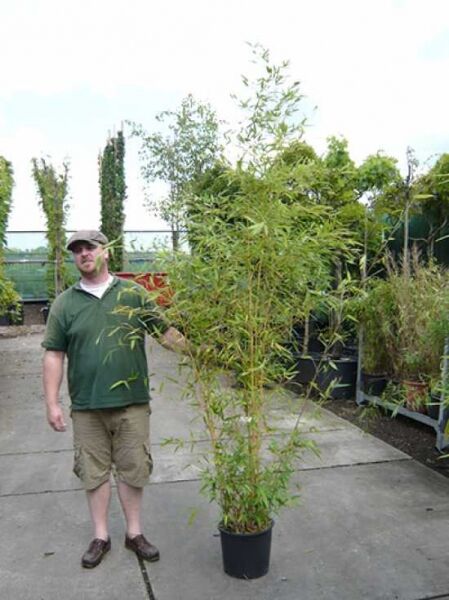 Goldener Peking Bambus / Phyllostachys aureosulcata 'Aureocaulis'