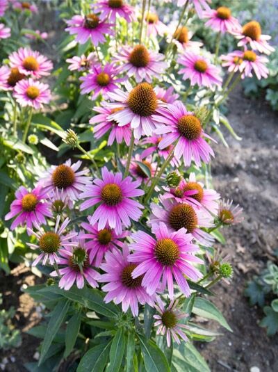 Purpur-Sonnenhut 'Papallo ® Compact Rose' - Echinacea purpurea 'Papallo ® Compact Rose'