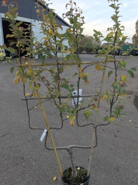 Berlepsch / Apfel 'Goldrenette Freiherr von Berlepsch' / Berlepsch / Apfel 'Goldrenette Freiherr von Berlepsch'