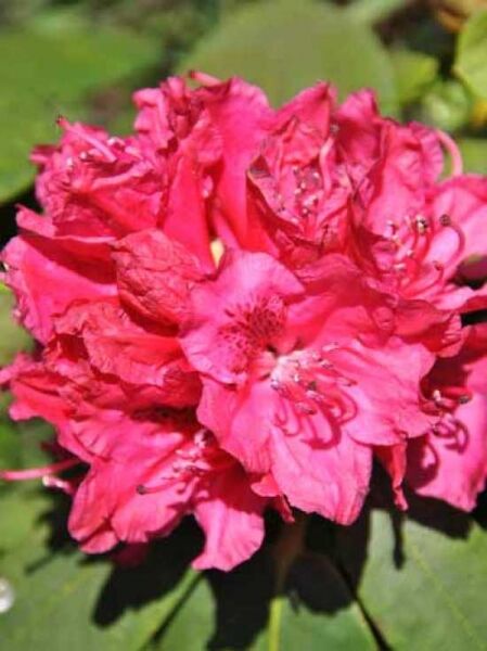Rhododendron Hybride 'Tony' / Rhododendron 'Tony'