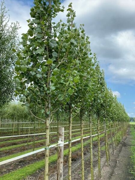 Pyramiden-Pappel / Säulen-Pappel / Italienische Pappel / Pyramiden-Pappel / Säulen-Pappel / Italienische Pappel
