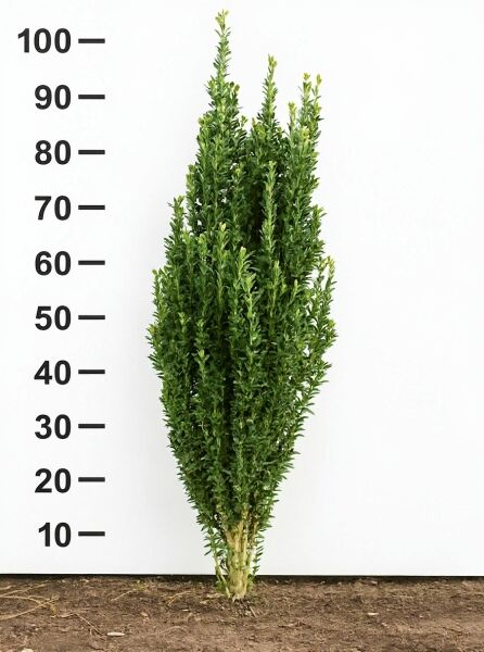 Japanische Säulen-Stechpalme Ilex crenata 'Fastigiata', 80–100 cm, mit Ballen, aufrecht säulenförmig mit dichtem Laub.