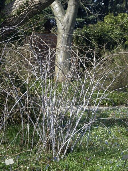 Rubus thibetanus ‘Silver Fern‘ / Tibetische Brombeere 'Silver Fern' mit dicht verzweigten, silbrig-hellen Trieben als Strauch im Beet