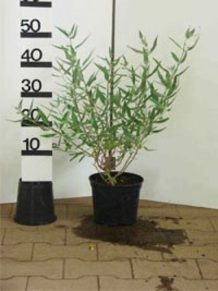 Bartblume Caryopteris clandonensis 'Heavenly Blue', Busch im Topf, 30–40 cm, C3, mit grünen Trieben und schmalen Blättern.