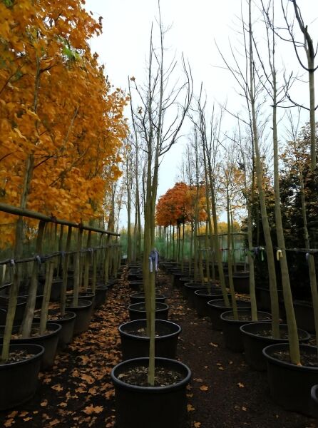 Acer platanoides 'Drummondii' / Spitz-Ahorn 'Drummondii' Hochstamm 12-14 StU im Container, Reihe getopfter Bäume im Feld.