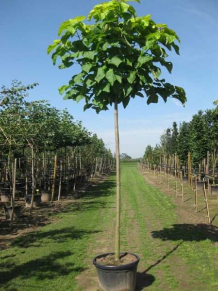 Gold-Trompetenbaum / Catalpa bignonioides 'Aurea'