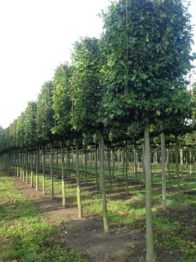 Hainbuche H:160 B:110 T:110 cm (220 cm Stamm) / Carpinus betulus 'Kubus' 